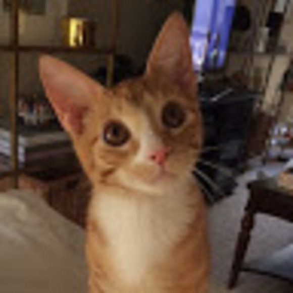 Meet your Posher, Meredith - Picture 1 of 1